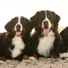 Bernese Mountain Dogs from Jura BMD