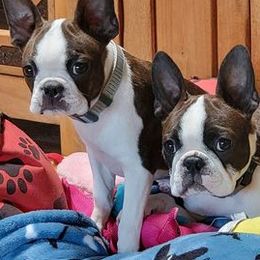 Boston Terriers from Azcowboyz Boston Terriers