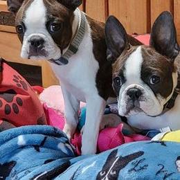 Boston Terriers from Azcowboyz Boston Terriers