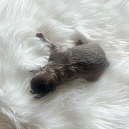 Silver boy - Tri-colored male Pomeranian puppy in Hernando, Mississippi from The Pom Squad