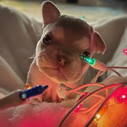 French Bulldog Puppies from Lilac City Frenchies