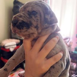 Orange collar - Merle female Great Dane puppy in La Vernia, Texas from Thistlewood Danes