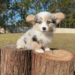 Finn (Fluffy - Financing Available) - Blue merle and white male American Corgi puppy in Inverness, Florida from Canaan Farm Corgis