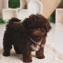 Truffles - Liver female Shih Tzu puppy in Douglas, Massachusetts from Majesty’s Shih Tzus