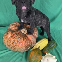 Izabella - Brindle and white female French Bulldog puppy in Manchester, Iowa from Stogdill's Baby Bullies