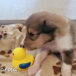Harold - Sable and white male Collie puppy in Mattoon, Illinois from Gold Leaf Collies