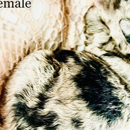 Bernedoodle and Poodle Puppies from Florida Prancy Paws