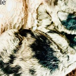 Bernedoodle and Poodle Puppies from Florida Prancy Paws