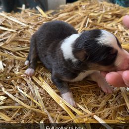 Full collar tri boy - Tri-color female Border Collie puppy in Grapeview, Washington from Athena’s Collies