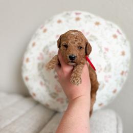 Cherry - Apricot female Goldendoodle puppy in Billings, Montana from Montana Raised Doodles