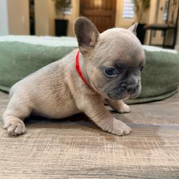 Nugget - Blue fawn male French Bulldog puppy in Peoria, Arizona from A Quality French Bulldogs AZ