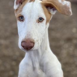 Boy 5 - Red and white male Ibizan Hound puppy in Oklahoma from Nevaeh Ibizan Hounds