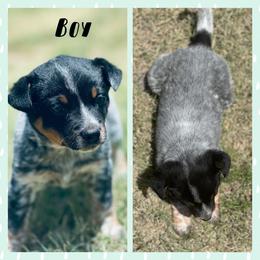 Boy - Blue speckled male Australian Cattle Dog puppy in Prague, Oklahoma from S&B Cattle Co.