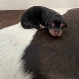 B and C 2 - Black and cream female Dachshund puppy in Kersey, Colorado from Ranchin Doxies
