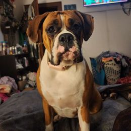Isla - Boxer