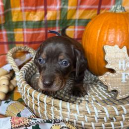 Kisses - Chocolate and tan female Dachshund puppy in Yuba City, California from Mulberry Dachshunds