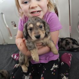 Mo - Dapple male Dachshund puppy in Elk River, Minnesota from Darling Doxies