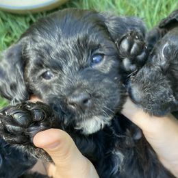 Yorkipoos from Grassy Knoll Yorkiepoo