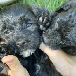 Yorkipoos from Grassy Knoll Yorkiepoo