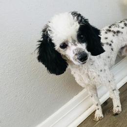 Alfie - Poodle
