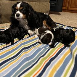 Cavalier King Charles Spaniel All Grown Up from Pam Comes