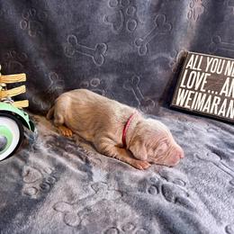 Pink Collar - Silver gray female Weimaraner puppy in Sevierville, Tennessee from K&K Weimaraners