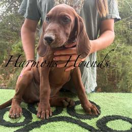Rusty - Red male Redbone Coonhound puppy in Mount Pleasant, Texas from Harmons Hounds