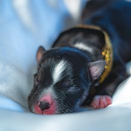 Australian Shepherd, Miniature Australian Shepherd, and Toy Australian Shepherd Puppies from Salty LeBlanc Aussies