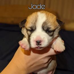Girl 1 - Pembroke Welsh Corgi puppy in National City, California from Sunny-Side Corgis
