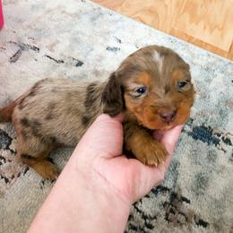 Dachshund Puppies from Shiloh Ridge Dachshunds