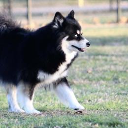 Prada - Pomsky