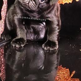 Pug Puppies from Companion Pups