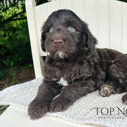 Captain - Brown and white male Portuguese Water Dog puppy in Asheville, North Carolina from Top Notch Portuguese Water Dogs