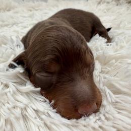Twix - Chocolate and tan male Dachshund puppy in Bartlett, Illinois from Dachshundsnextdoor