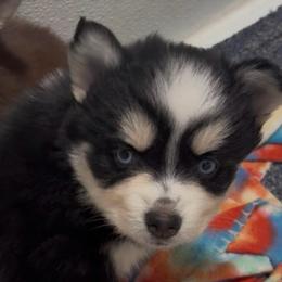 Cherry - Red and white female Pomsky puppy in Spring Hill, Florida from PDQ Pomskies