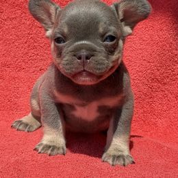 Louis - Fawn male French Bulldog puppy in Lincoln, Arkansas from Red Dirt Dachshunds
