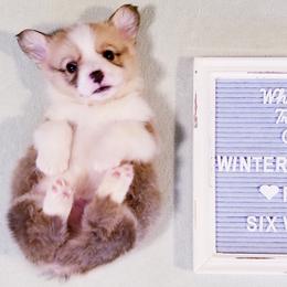 American Corgi and Pembroke Welsh Corgi Puppies from Whimsical Treasure Corgis