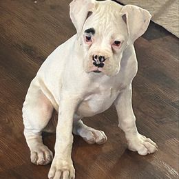 Sadie - White female Boxer puppy in Bonesteel, South Dakota from KP Boxers