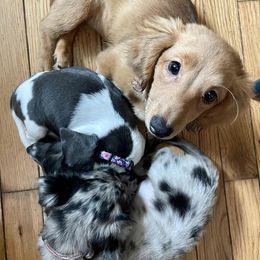 Dachshunds from KDT Dachshunds