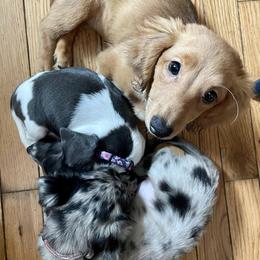 Dachshunds from KDT Dachshunds