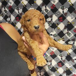 Leo - Apricot male Goldendoodle puppy in Milwaukwe, Wisconsin from Wisconsin Doodles