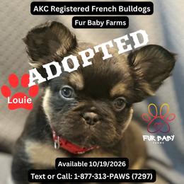Sheldon - Tricolors male French Bulldog puppy in Michigan from Fur Baby Farms