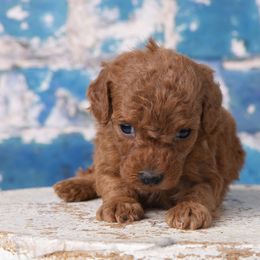 Boy 1 - Poodle puppy in Tompkinsville, Kentucky from Dog E Stylz Breeding