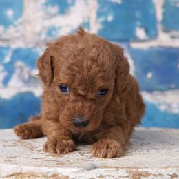 Boy 1 - Poodle puppy in Tompkinsville, Kentucky from Dog E Stylz Breeding