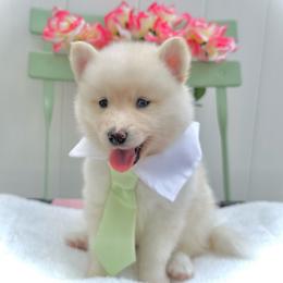 Bullseye - White male Pomsky puppy in Venus, Pennsylvania from Hemlock Pines Pomsky