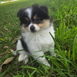Pomeranian Puppies from Raja & Emri’s Adventures