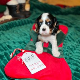 Elfie - Tri-color male Cavalier King Charles Spaniel puppy in Madera, California from Cali Cavaliers