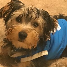 Assorted Doodle Crosses, Double Doodle, Maltipoo, Morkie, and Yorkipoo Puppies from Danza Bolo