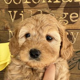 Indy- Yellow Girl - Apricot female Australian Labradoodle puppy in Sheridan, In, Indiana from Colonial Village Labradoodles