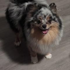 Mayzie - Pomeranian